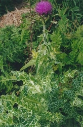 chardon-marie-204x310_250x250