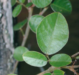 desmodium-adscendens