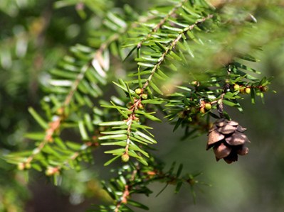 pruche-ccjackwpearce