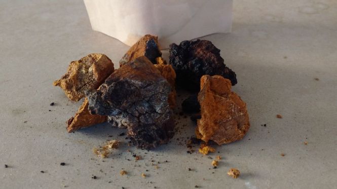 morceaux de chaga