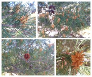 Pinus sylvestre