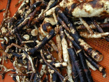 consoude-racine-0301