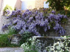 mur de glycine
