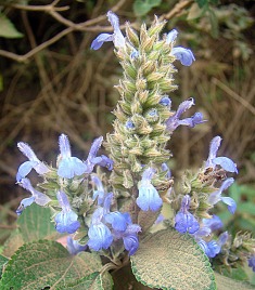 chia Salvia hispanica