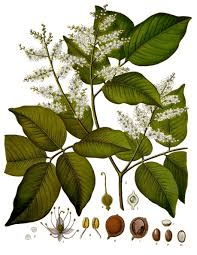 copaiba