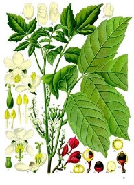 GUARANA