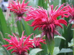 monarde