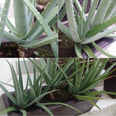 aloe-vera