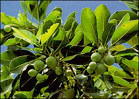 calophylle