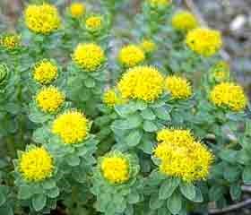 rhodiola