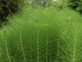 equisetum