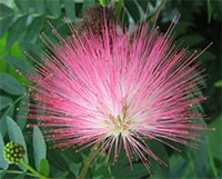 albizia