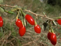 fruit-goji