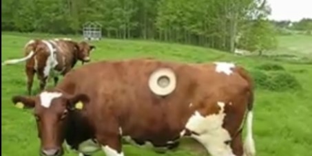 vache