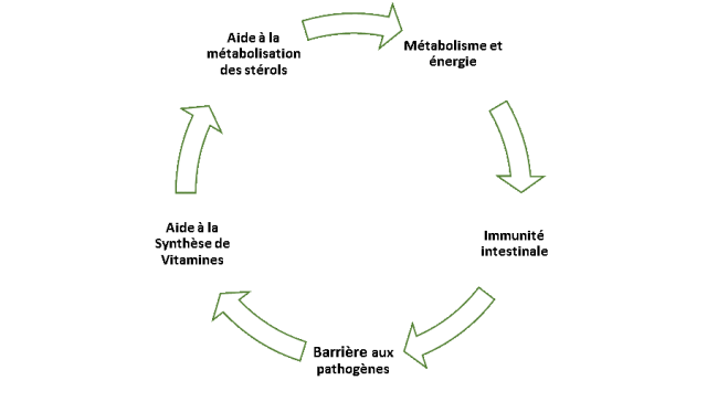 graphique probiotiques