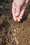 Spring sowing of seeds into the soil. Female hand with seeds on
