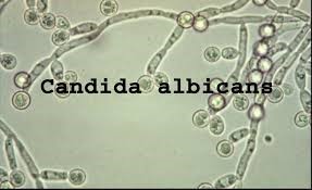 candida albicans