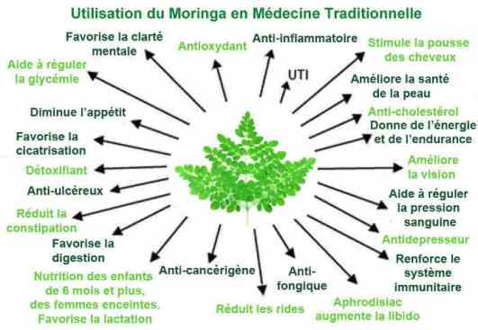 moringa-medecine-traditionnelle
