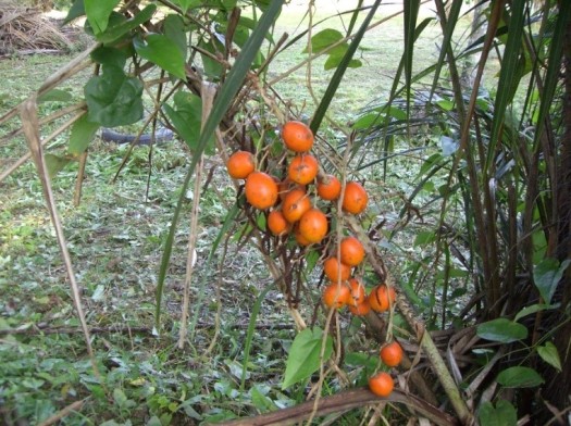 fruit awara