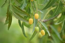 FRUIT NEEM