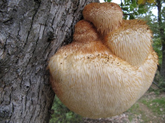 Hericium erinaceus 1 - Copie