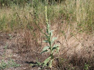 Verbascumthapsus_4167