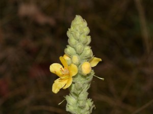 Verbascumthapsus_4624