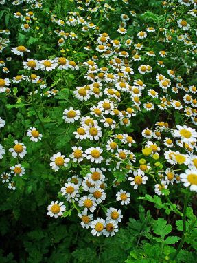 800px-Tanacetum_parthenium_002