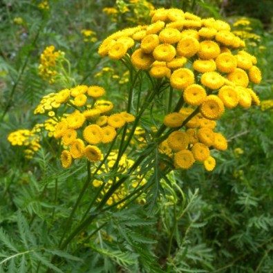 tanacetum-vulgare-tanaisie-commune