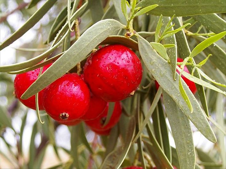 QUandong