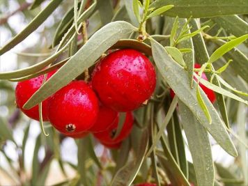 QUandong